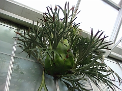 335 Longwood Gardens [2008 August 23]